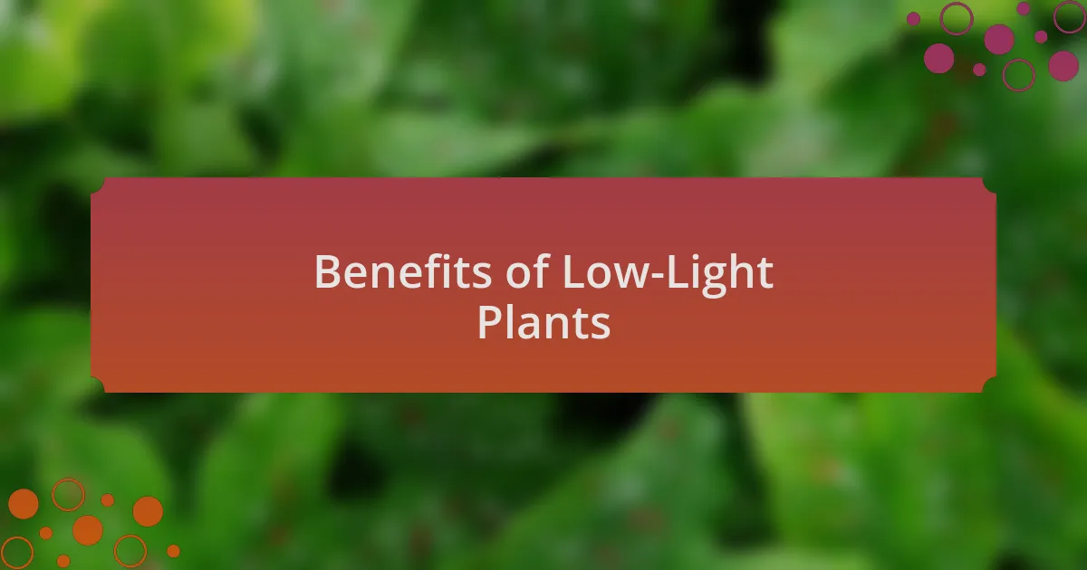 Benefits of Low-Light Plants